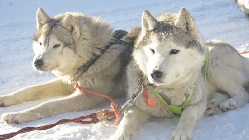 Фото: 	 «Новый год в карельском кРАЮ»