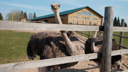 Фото: Индивидуальная экскурсия на страусиную и форелевую фермы в Изборске