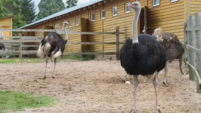 Фото: Экскурсия на экоферму Изборский страус из Пскова для школьников