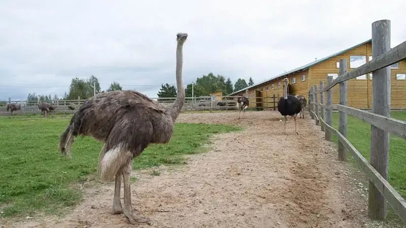 Фото: Экскурсия на экоферму Изборский страус из Пскова для школьников